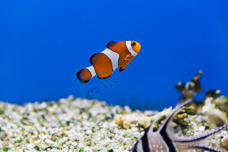 栀子花刺尾鱼水族馆中小丑鱼的图像龙葵图片