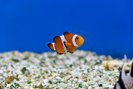 水族馆中小丑鱼的图像阿波贡龙葵有毒图片