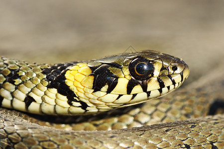 灰色的爬虫彩青草蛇Natrixnatrix的宏观肖像危险图片