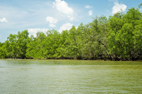 恩加自然游客PhangNga红树林图片