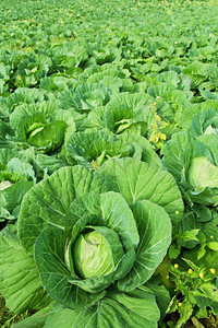 新的农业部门绿色菜卷心种植园农田图片