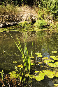 土地河里有绿尾巴阳光明媚的夏日湖森林图片