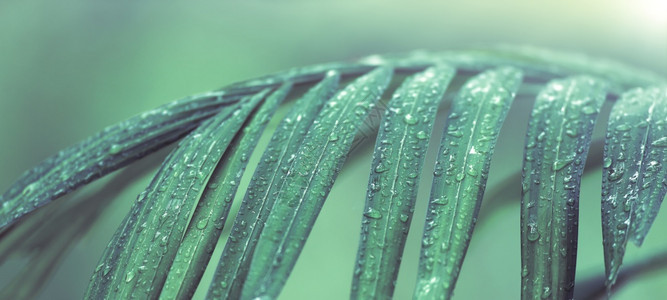 雨后绿叶上的特写水滴雨季绿叶上的清晰雨滴热带观赏植物棕榈叶表面选择聚焦早晨动机概念舒适森林叶子图片
