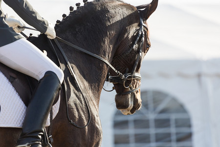 西班牙着装马匹比赛的紧闭事斑纹皮革阿拉伯图片