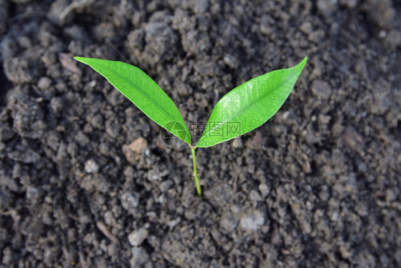 手握着种植的树和子春天保持图片