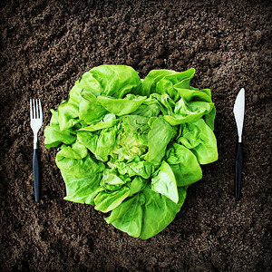 土壤中的叉子刀和生菜具花园绿色图片