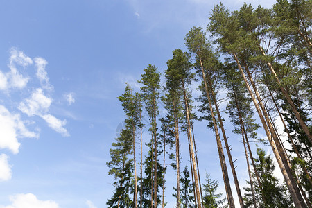 绿色高山松树对着蓝天夏季从下方看晴朗的天气空中高山松树美丽针叶图片