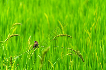 绿稻田中可爱的小鸟大自然背景食物喙树图片