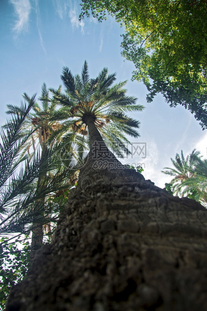 植物学突尼斯绿色椰枣树水果与蓝天的实交接在绿洲中有白云和图片