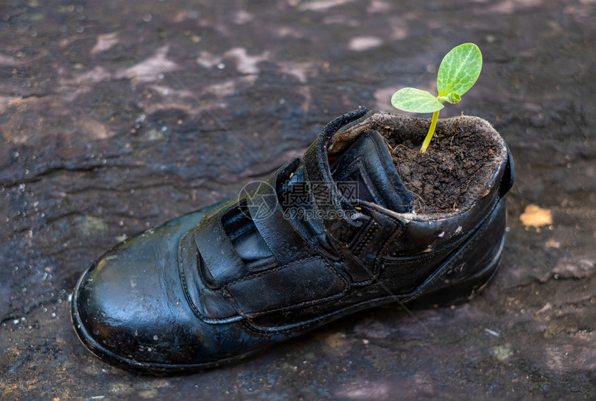 在模糊背景下安全鞋中进行精密的发芽植物优质黑色图片