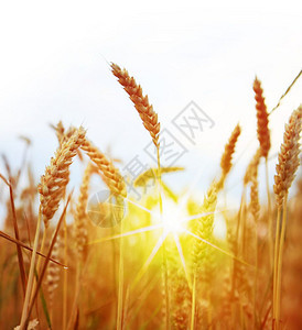 土地自然阳光明日黄麦田收割时间食物图片
