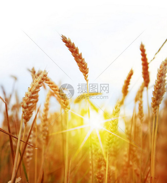 土地自然阳光明日黄麦田收割时间食物图片