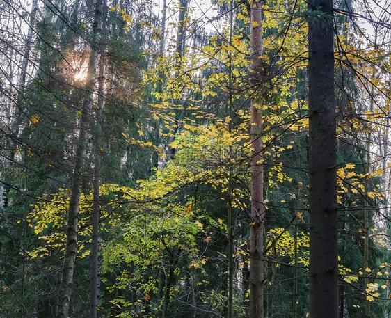 金的射线晴天秋林日落从树木中照耀图片