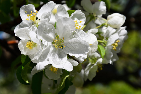 白色的雨后苹果树白花图片