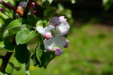 雨后苹果树花瓣背景