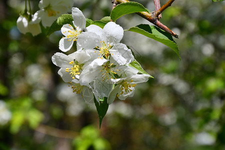 苹果树美丽的白花图片