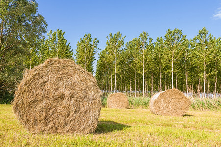粮食成捆的干草在阳光下晒农场小麦图片