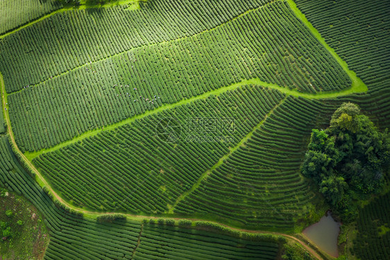 亚洲最佳人从无驾驶飞机的空中观察山上亮莱泰陆空风景上的绿色茶叶木板农田图片