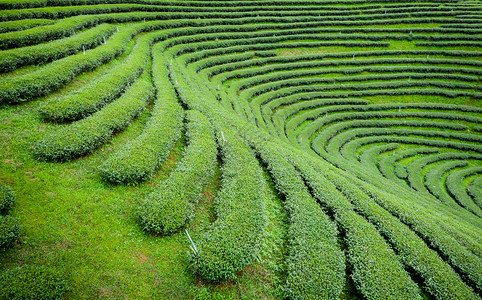 从无人驾驶飞机的空中观察山上亮莱泰陆空风景上的绿色茶叶木板农田新鲜的有机清迈图片