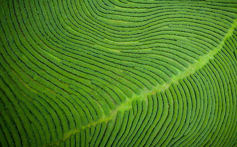 场景芳农业从无人驾驶飞机的空中观察山上亮莱泰陆空风景上的绿色茶叶木板农田图片
