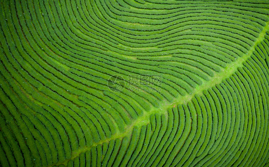 场景芳农业从无人驾驶飞机的空中观察山上亮莱泰陆空风景上的绿色茶叶木板农田图片