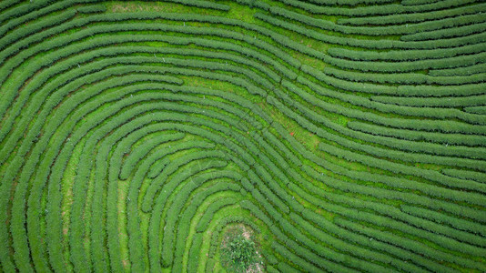 谷花园从无人驾驶飞机的空中观察山上亮莱泰陆空风景上的绿色茶叶木板农田业图片