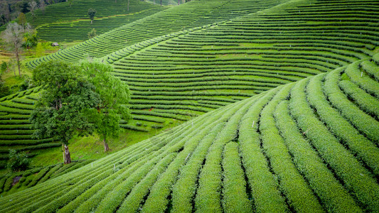 从无人驾驶飞机的空中观察山上亮莱泰陆空风景上的绿色茶叶木板农田芳花园谷图片