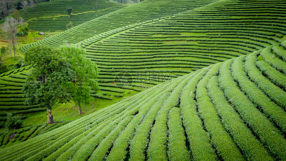 从无人驾驶飞机的空中观察山上亮莱泰陆空风景上的绿色茶叶木板农田芳花园谷图片