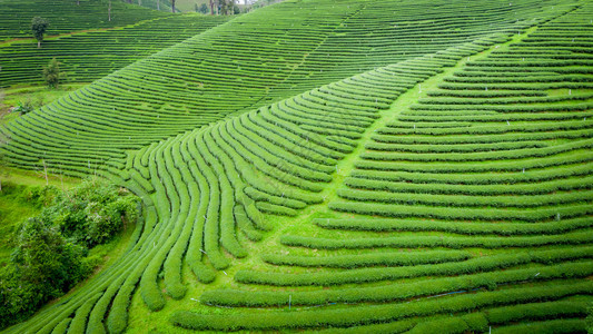 从无人驾驶飞机的空中观察山上亮莱泰陆空风景上的绿色茶叶木板农田播种机新鲜的农业图片