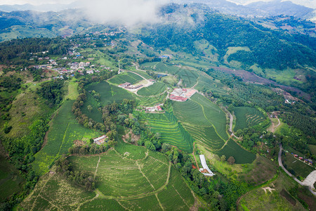 从无人驾驶飞机的空中观察山上亮莱泰陆空风景上的绿色茶叶木板农田播种机工人无图片