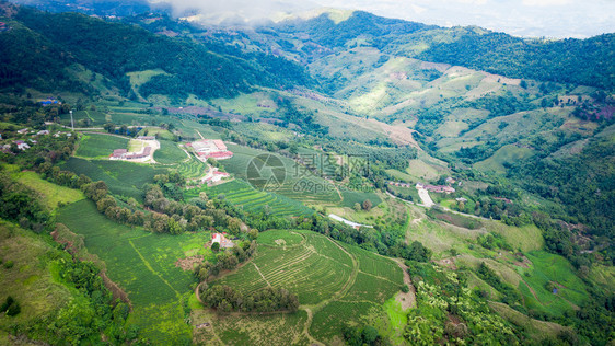 自然景观播种机从无人驾驶飞的空中观察山上亮莱泰陆空风景上的绿色茶叶木板农田图片