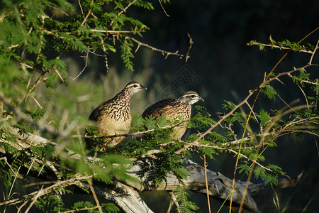 常设家禽鸟类学两名克里斯特弗朗哥林站在一个分支上图片