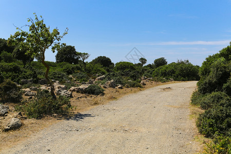 自由干旱撒丁岛GiaradiGesturi周围的农村景观树木图片