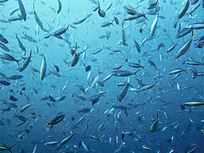 深蓝大洋中的鱼汤色海底风景图片