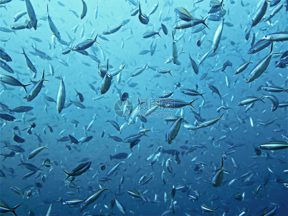 深蓝大洋中的鱼汤色海底风景图片
