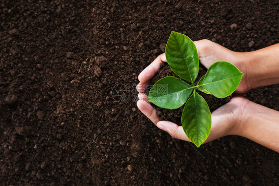 叶子地球根据土壤背景生态概念将年轻植物手持在土壤背景生态概念上肥料图片