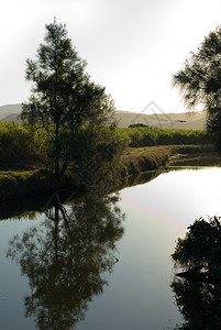 农场明尼斯靠近甘蔗田的深夜灌溉运河景点该场与甘蔗田相邻思考图片