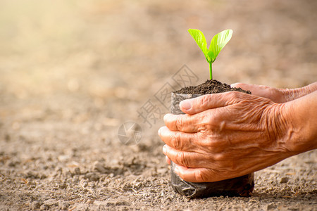 两只老女人的手拿着一个包袋苗生长在地上态概念园艺老的绿色图片