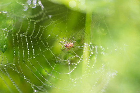 雨滴自然蜘蛛在网上用水滴斑点图片