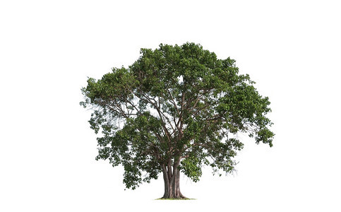 孤立白背景的大树木或皮帕头绿色菩提图片