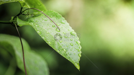 缩合美丽的早晨绿色自然背景叶子上的水滴数图片