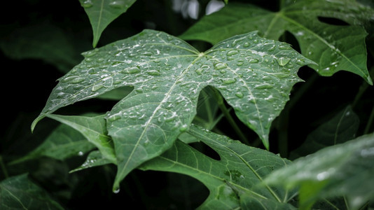 露花园干净的绿色自然背景叶子上的水滴数图片