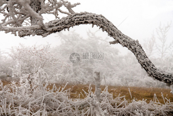 冬季风寒冰的雪地木头自然森林图片