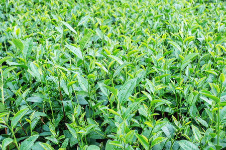 种植茶园特写图片