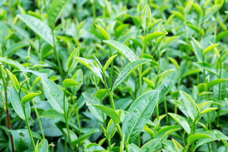 绿茶芽图片
