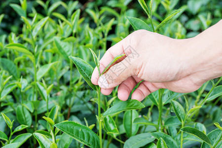 采摘绿色茶叶特写图片