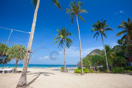 热带海滩上的椰子树图片