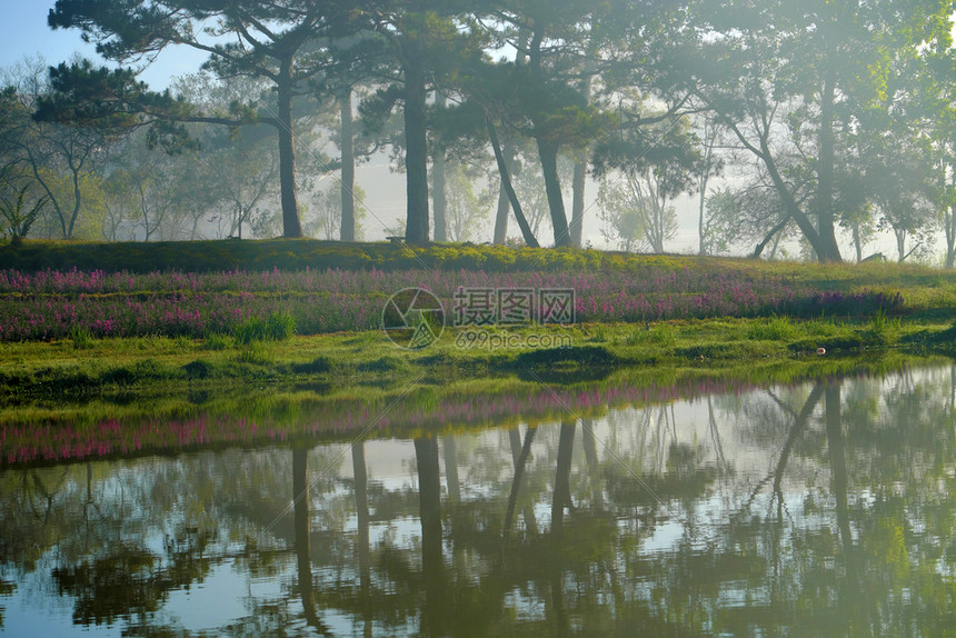 比早晨清越南大拉特市ThanThanTho湖的风景林中松树对水的反光让夏季生态旅游变得浪漫和新鲜的图片