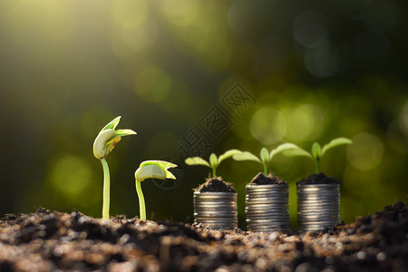 启动利润树苗在生长硬币堆积在附近市场图片