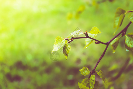 美丽Birch春林中的绿树叶植物环境图片